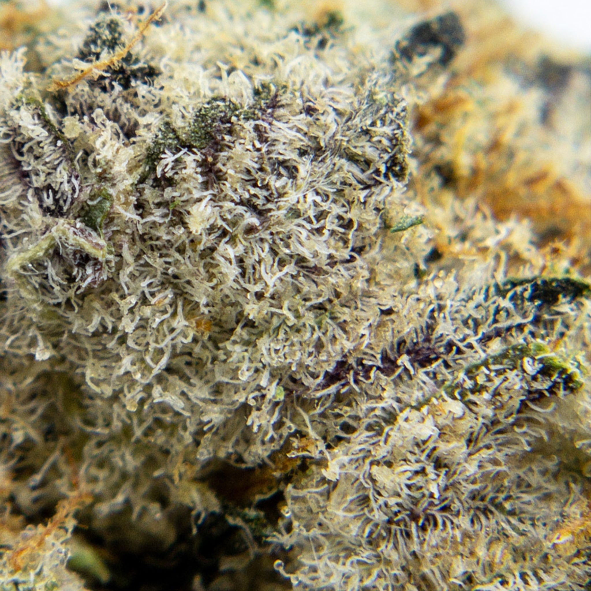Blow Pop THCa