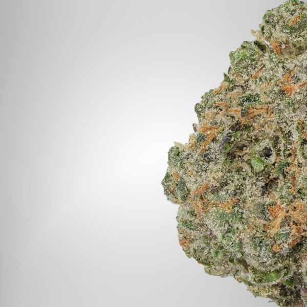 Close-up of a cannabis bud on a white background official farmacy