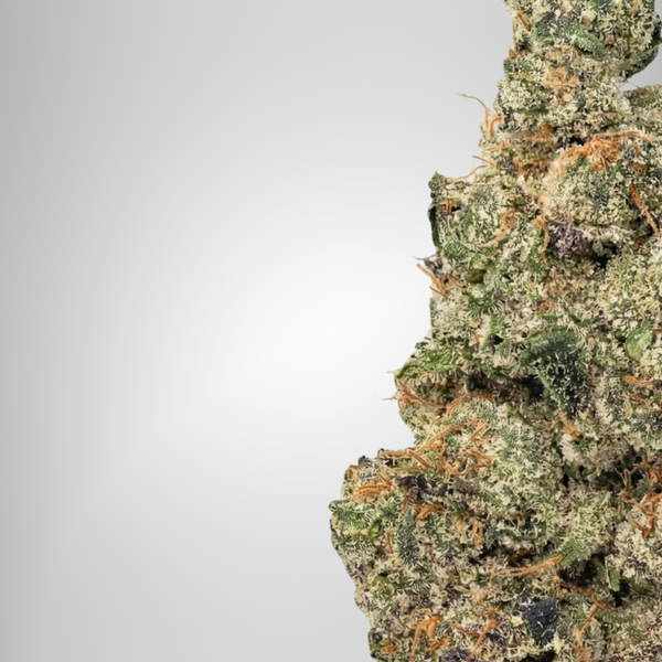 Close-up of a cannabis bud on a light gray background