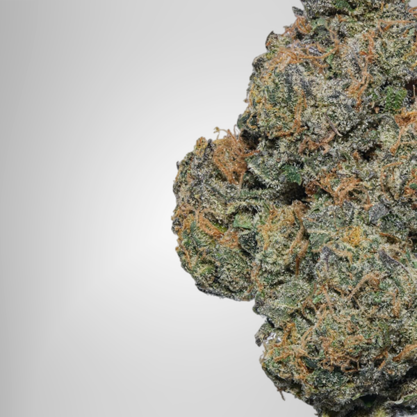 Close-up of a cannabis bud on a white background. Official Farmacy