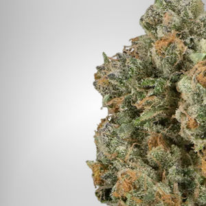 Close-up of a cannabis bud on a white background official farmacy