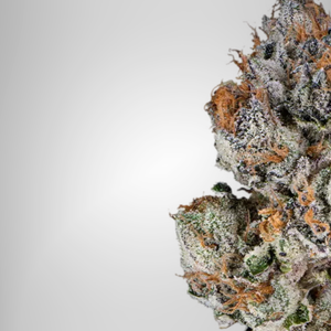 Close-up of a cannabis bud with frost on a white background Official Farmacy